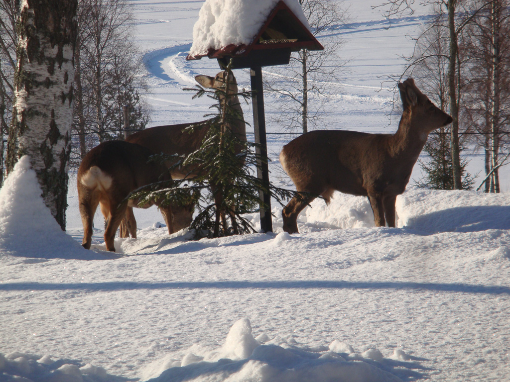 26 februari 2009