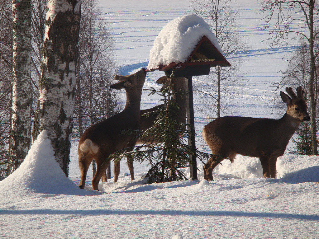 26 februari 2009