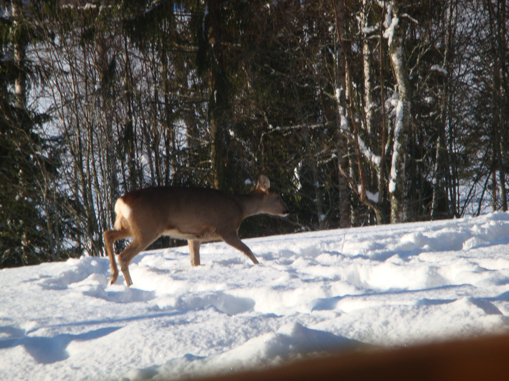 26 februari 2009